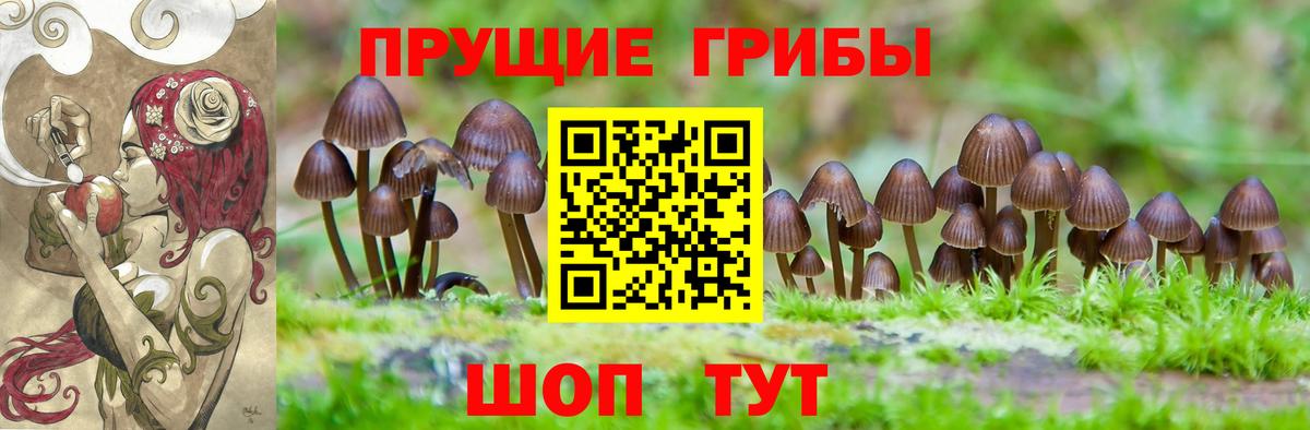 Галлюциногенные грибы Psilocybine cubensis Верхняя Пышма